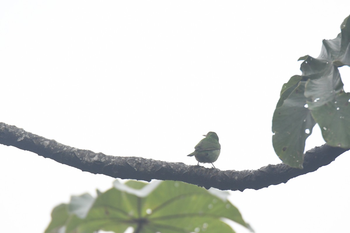 Green Honeycreeper - ML645443117