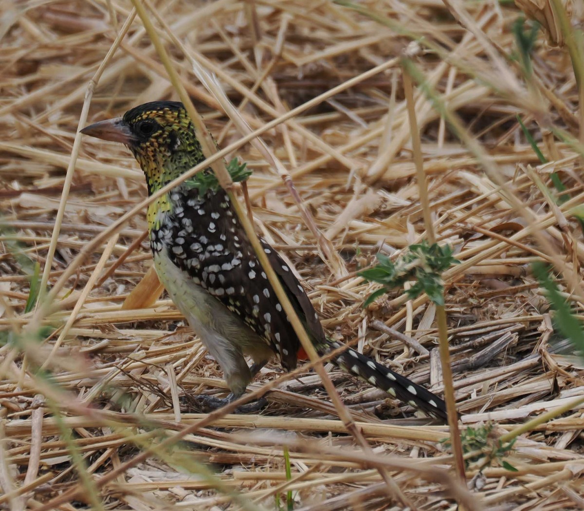 Red-and-yellow Barbet - ML645443118