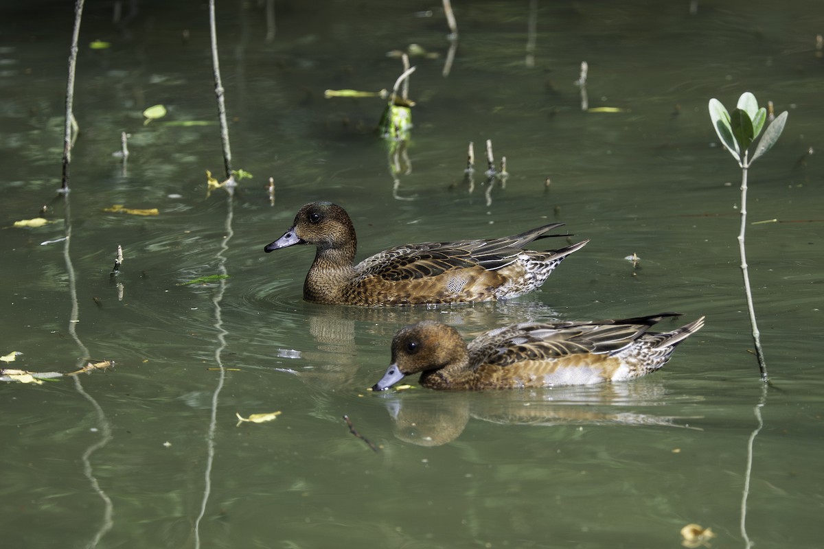 Eurasian Wigeon - ML645443119