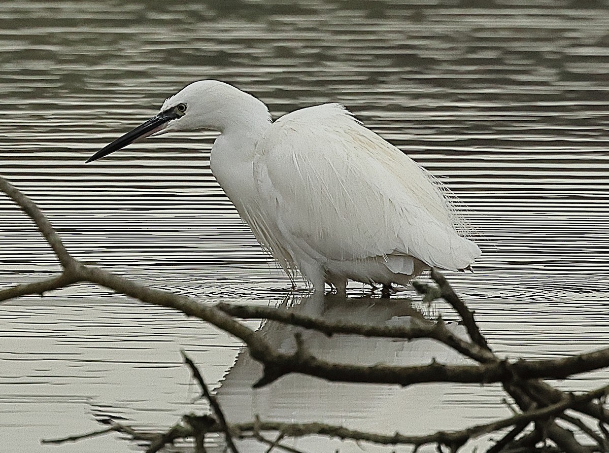 Little Egret - ML645443120