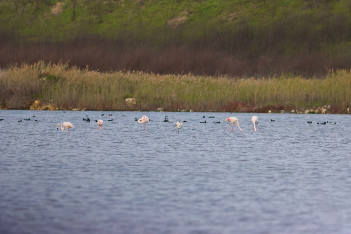 Greater Flamingo - ML645443125