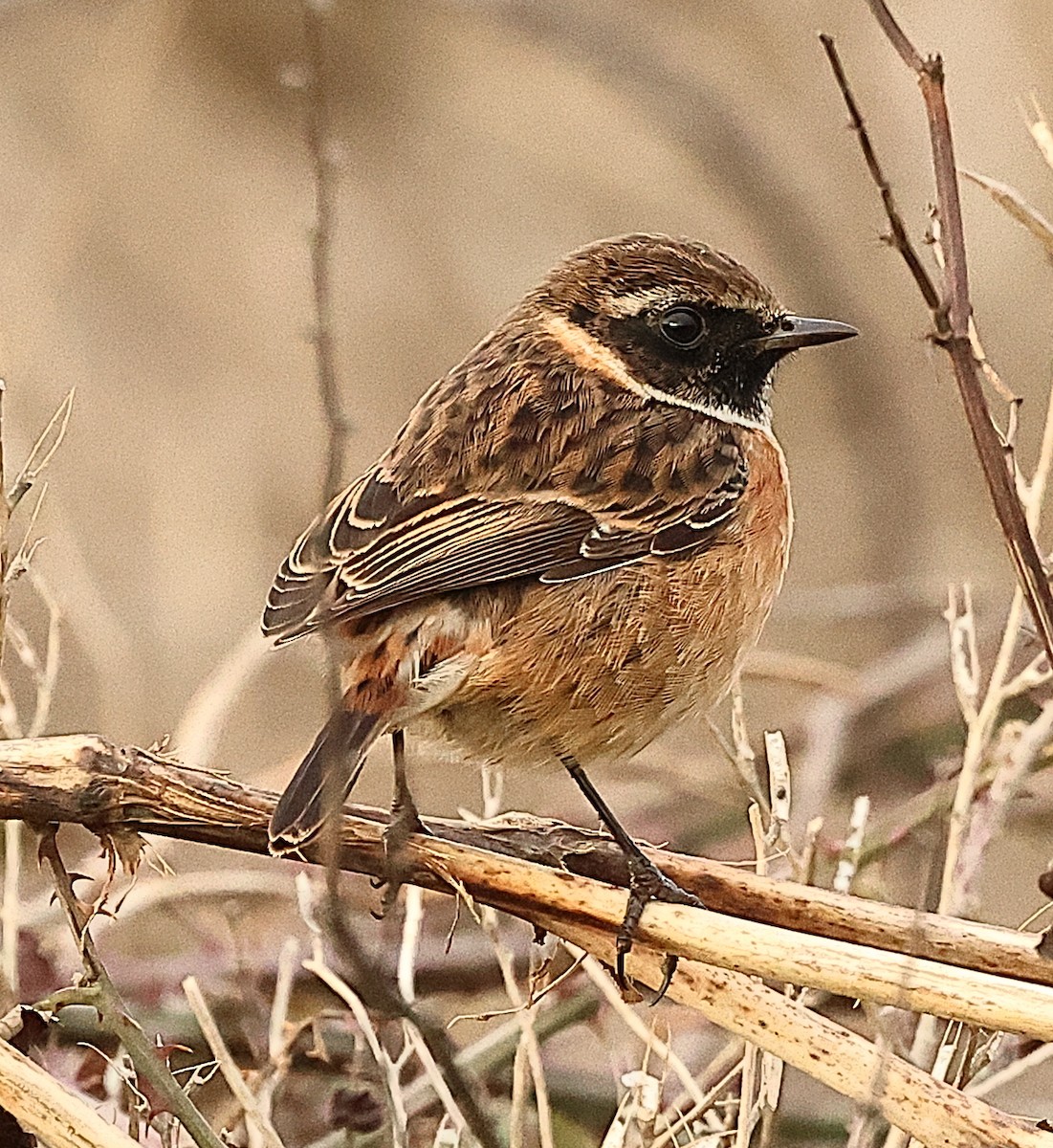 European Stonechat - ML645443128
