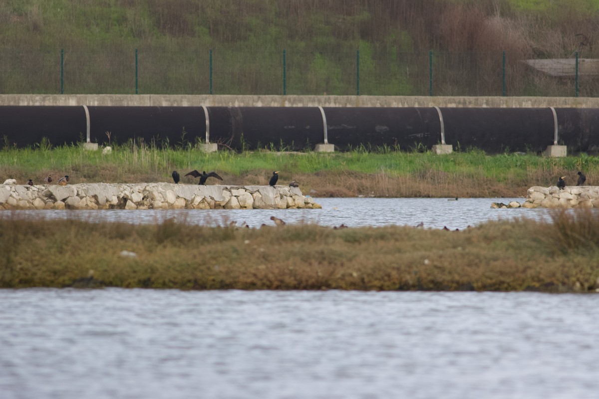 Kormoran - ML645443140