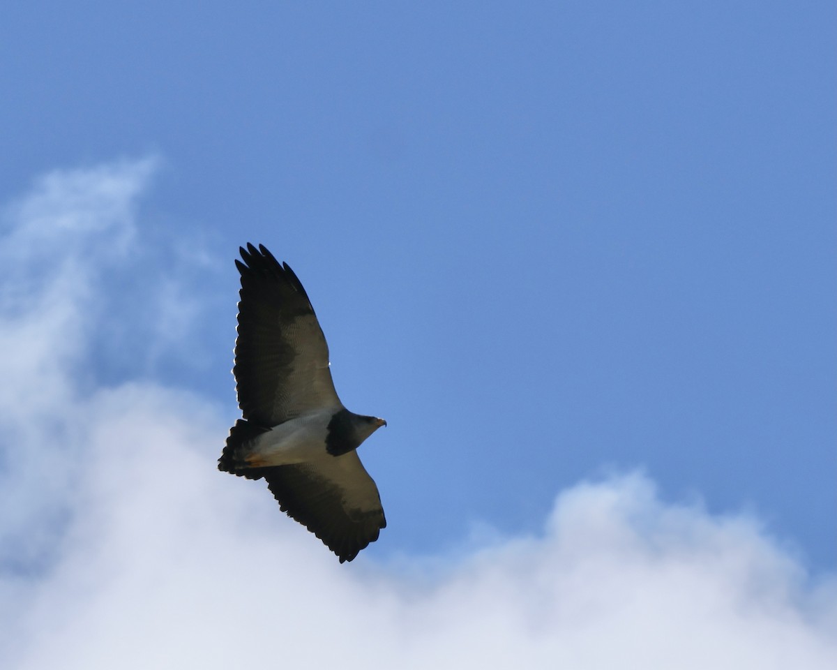 Black-chested Buzzard-Eagle - ML645443151