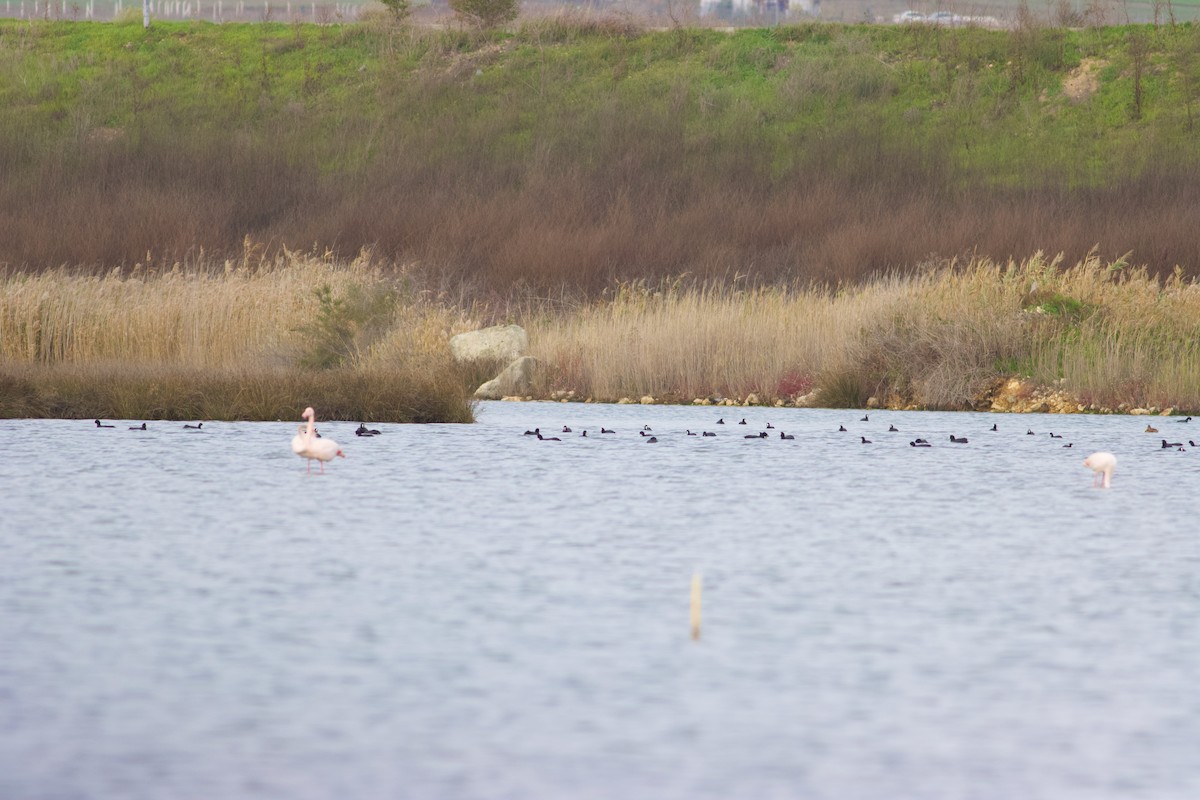 Eurasian Coot - ML645443155