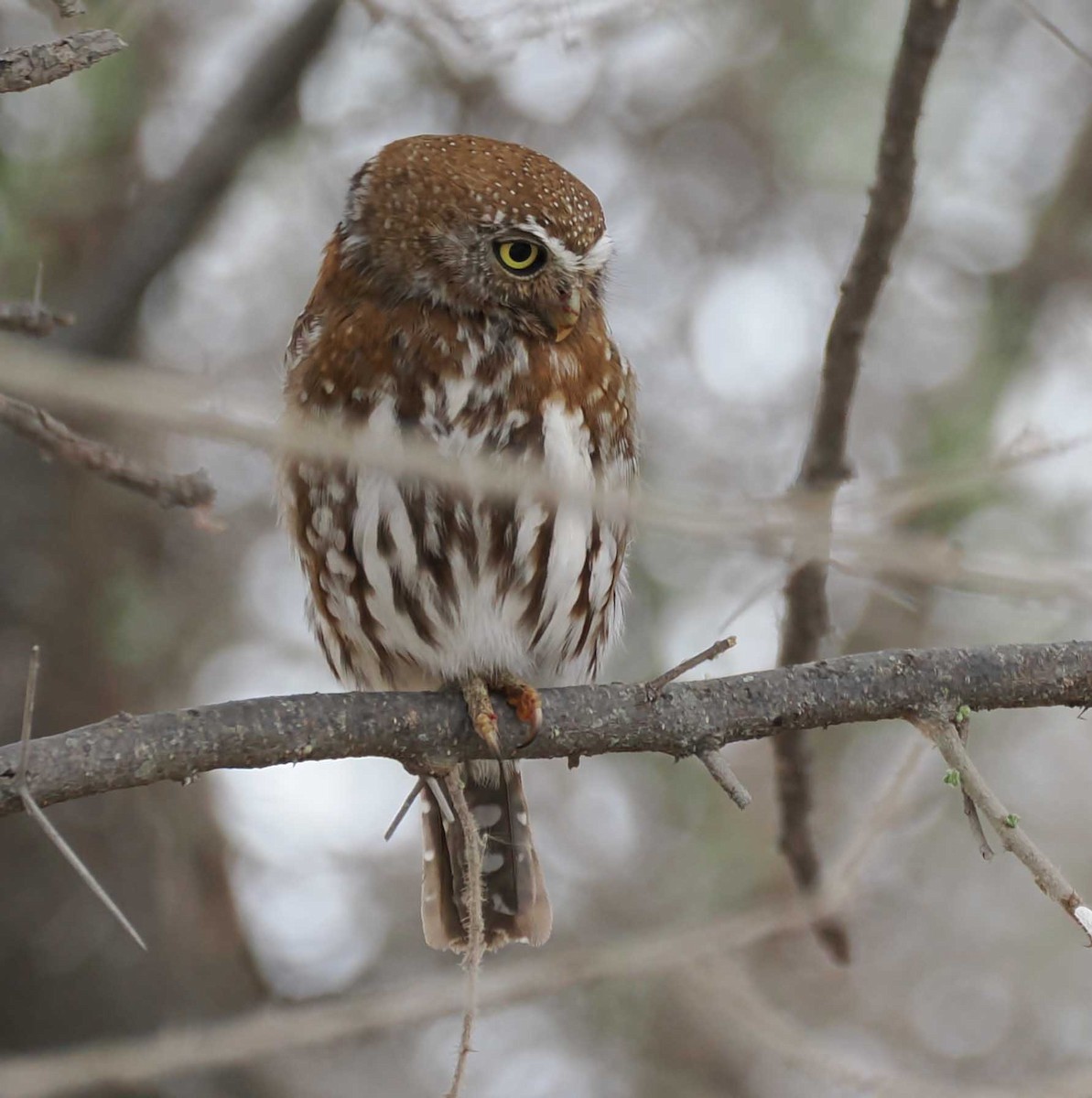 Pearl-spotted Owlet - ML645443157