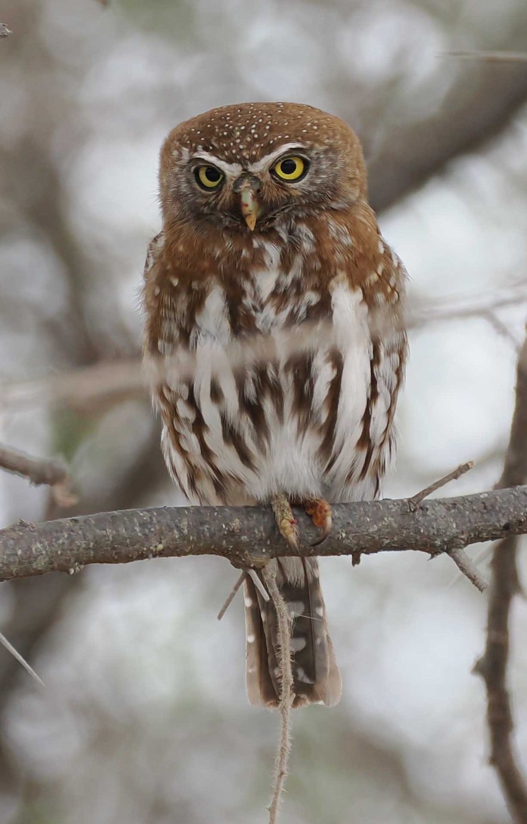 Pearl-spotted Owlet - ML645443158