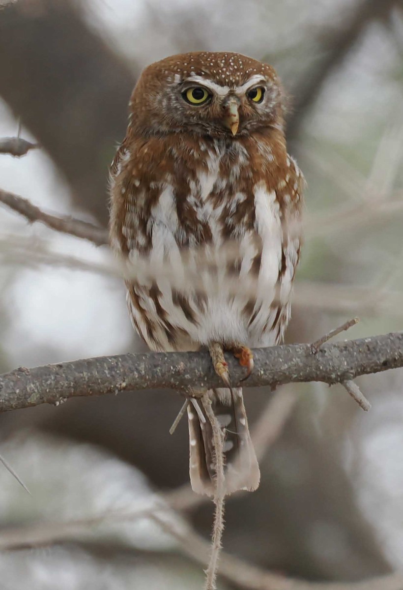 Pearl-spotted Owlet - ML645443159