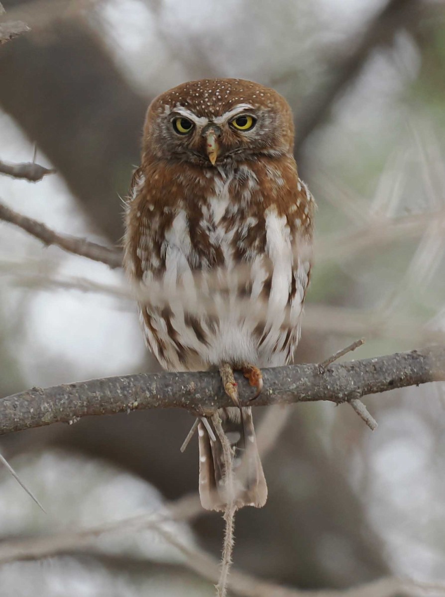 Pearl-spotted Owlet - ML645443160