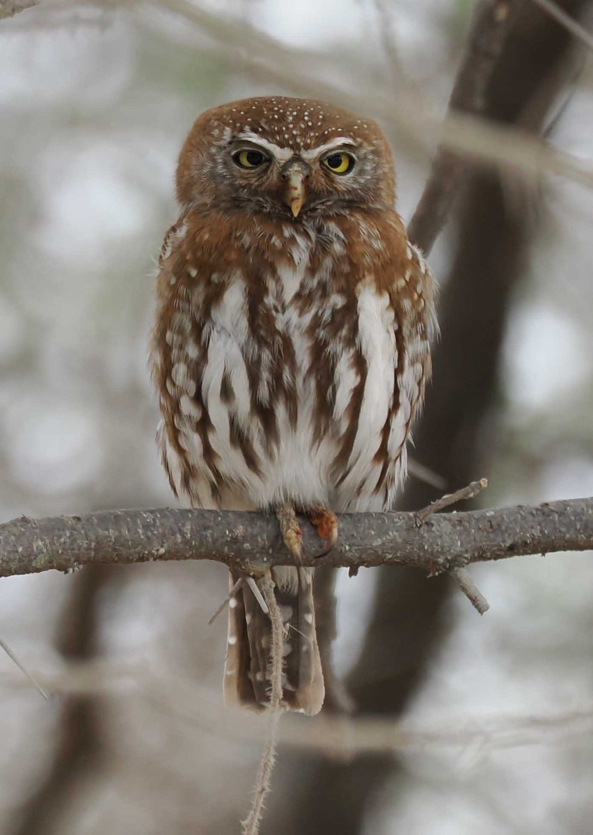 Pearl-spotted Owlet - ML645443179