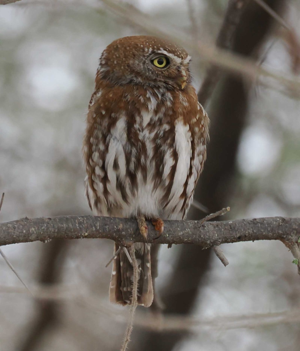 Pearl-spotted Owlet - ML645443180
