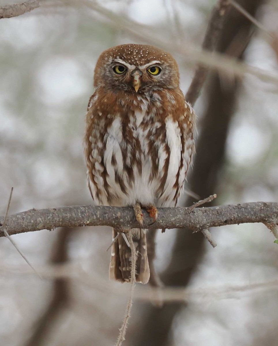 Pearl-spotted Owlet - ML645443181