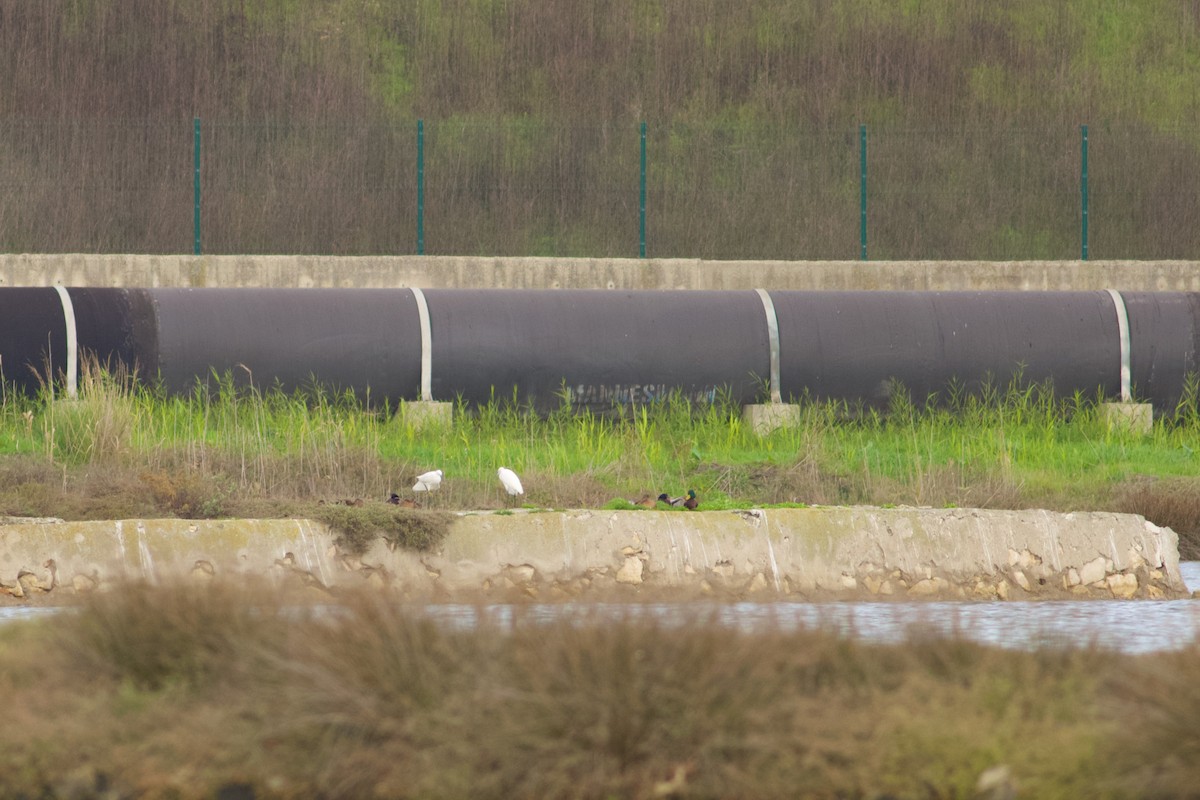 Little Egret - ML645443183