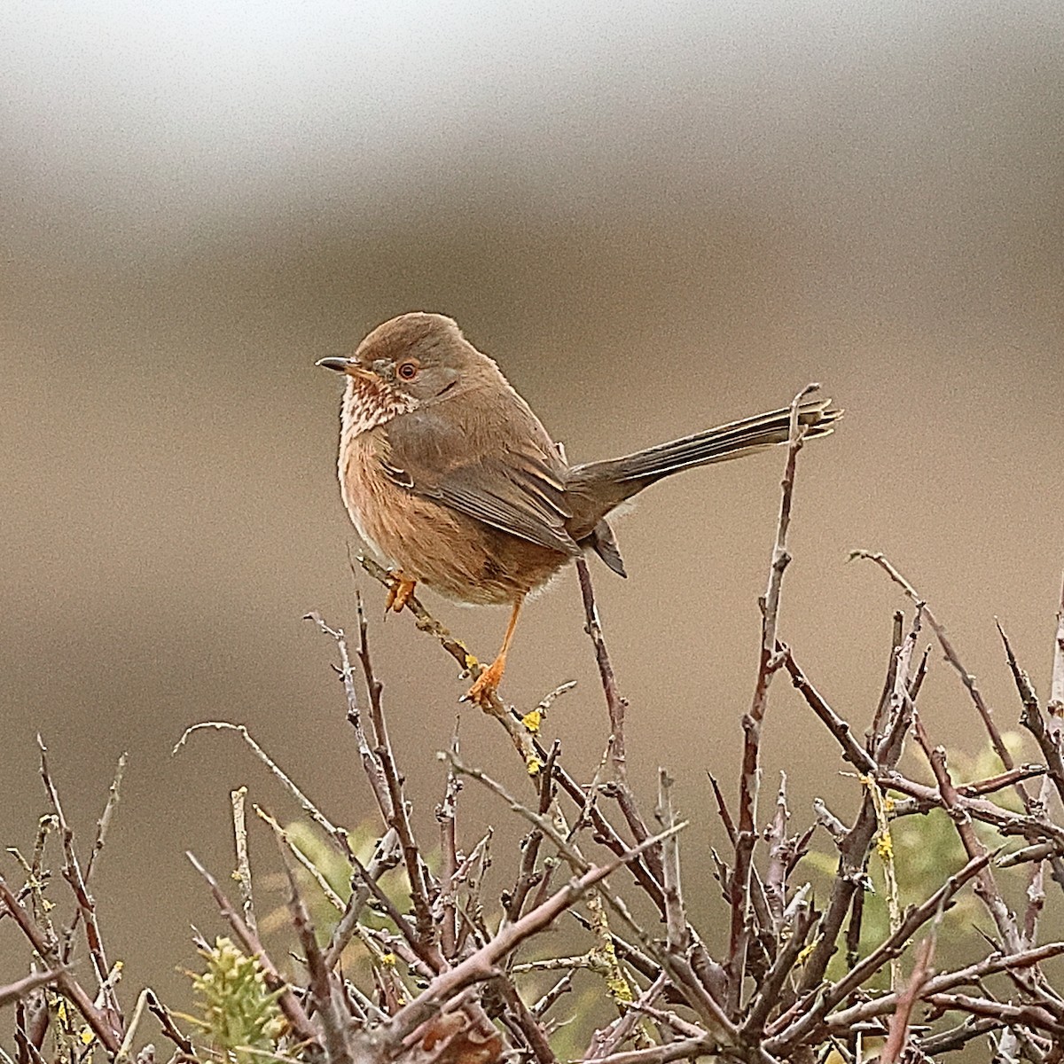 Magnanina comune - ML645443186