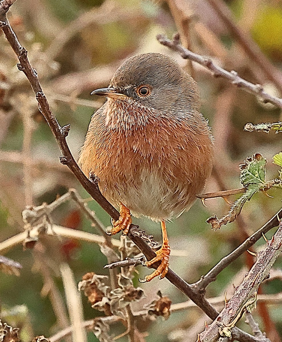 Magnanina comune - ML645443187