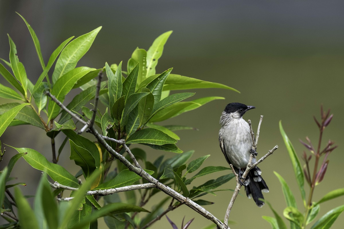 Sooty-headed Bulbul - ML645443189