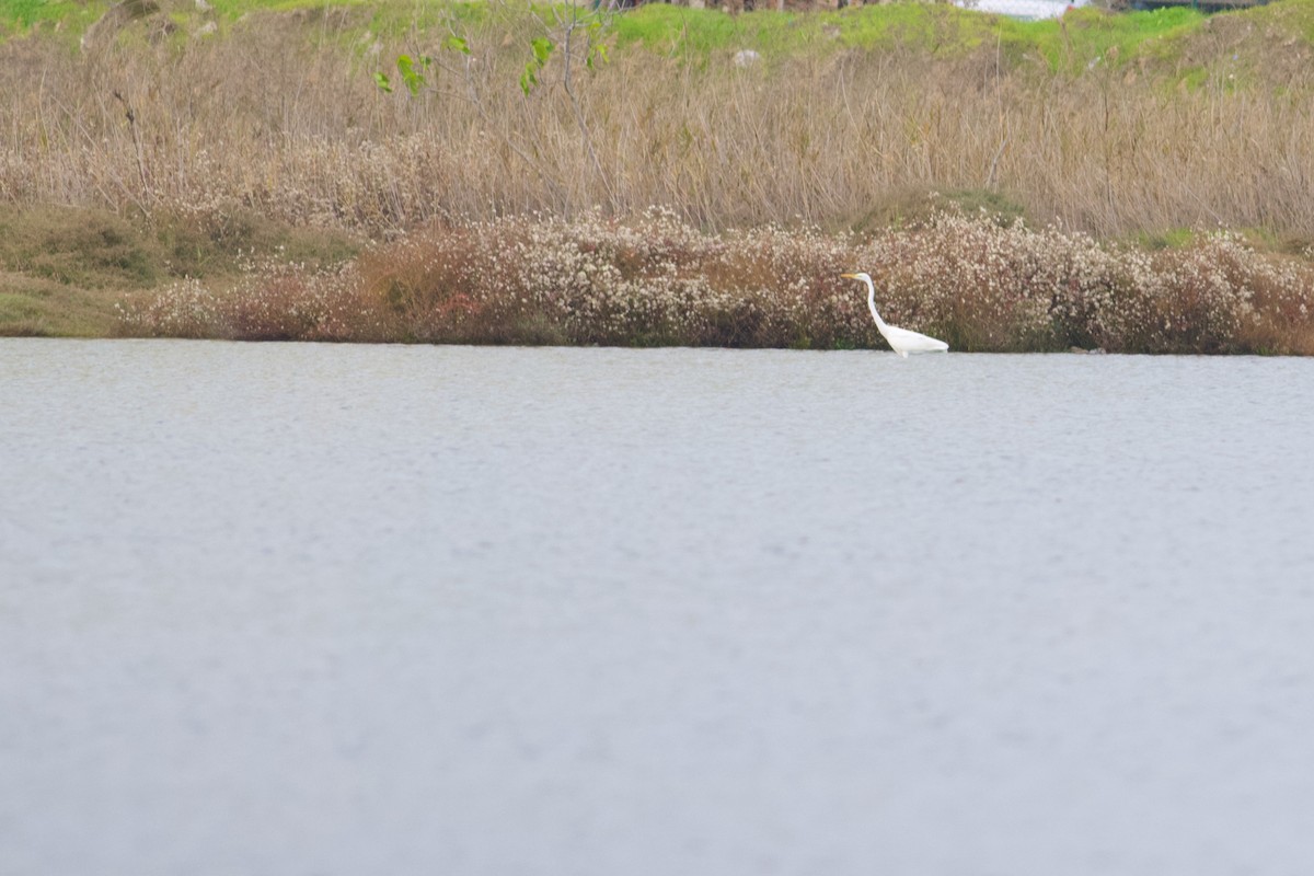 Great Egret - ML645443197