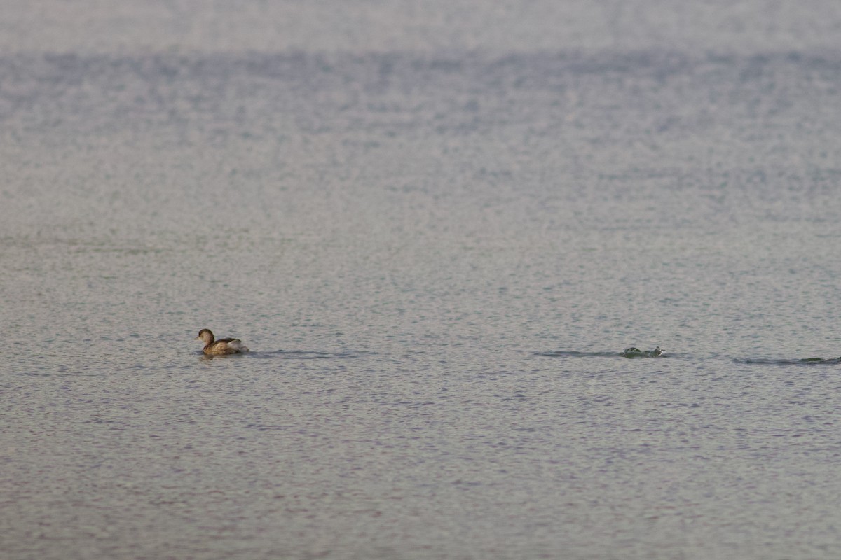 Little Grebe - ML645443202