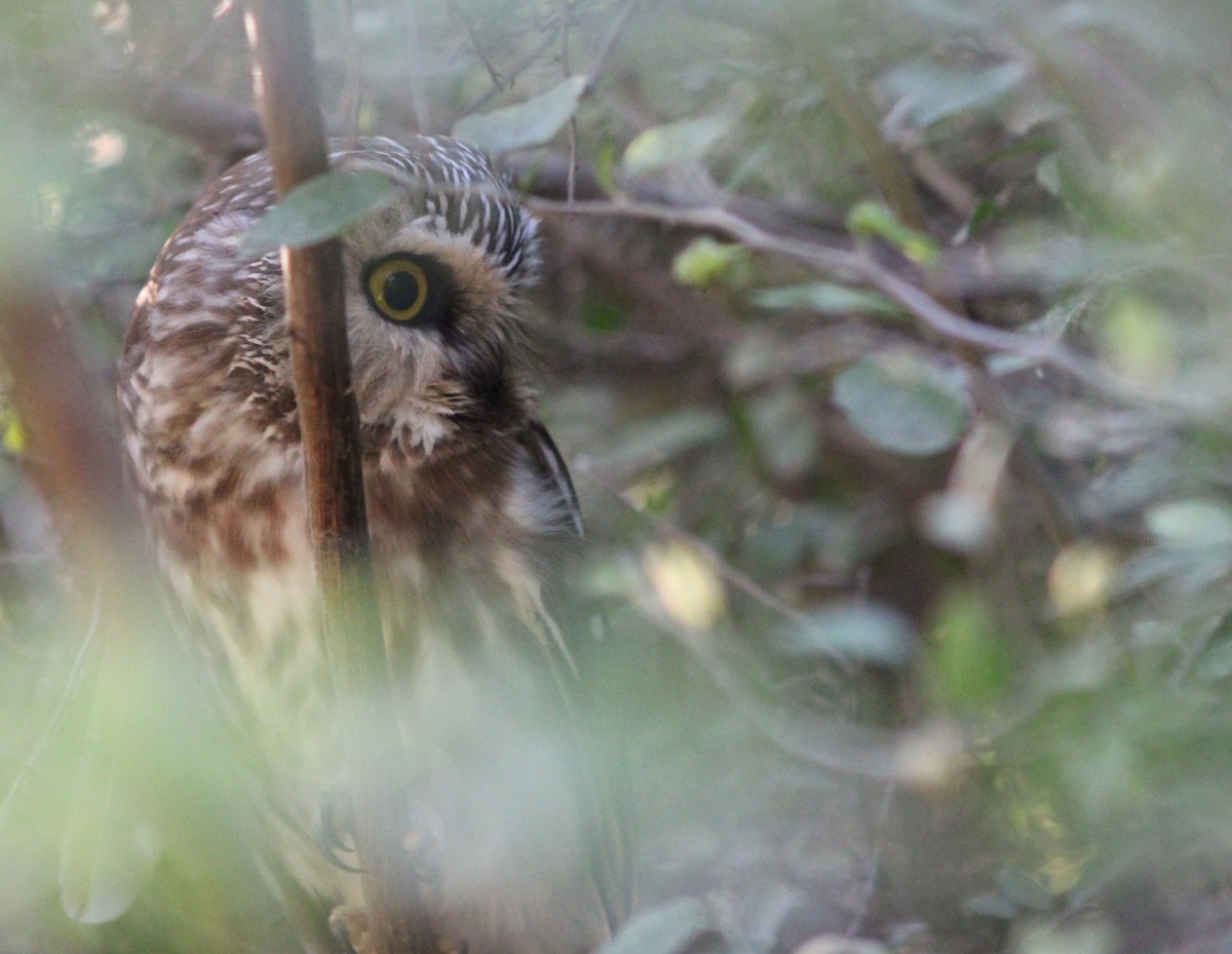 Petite Nyctale - ML645443207