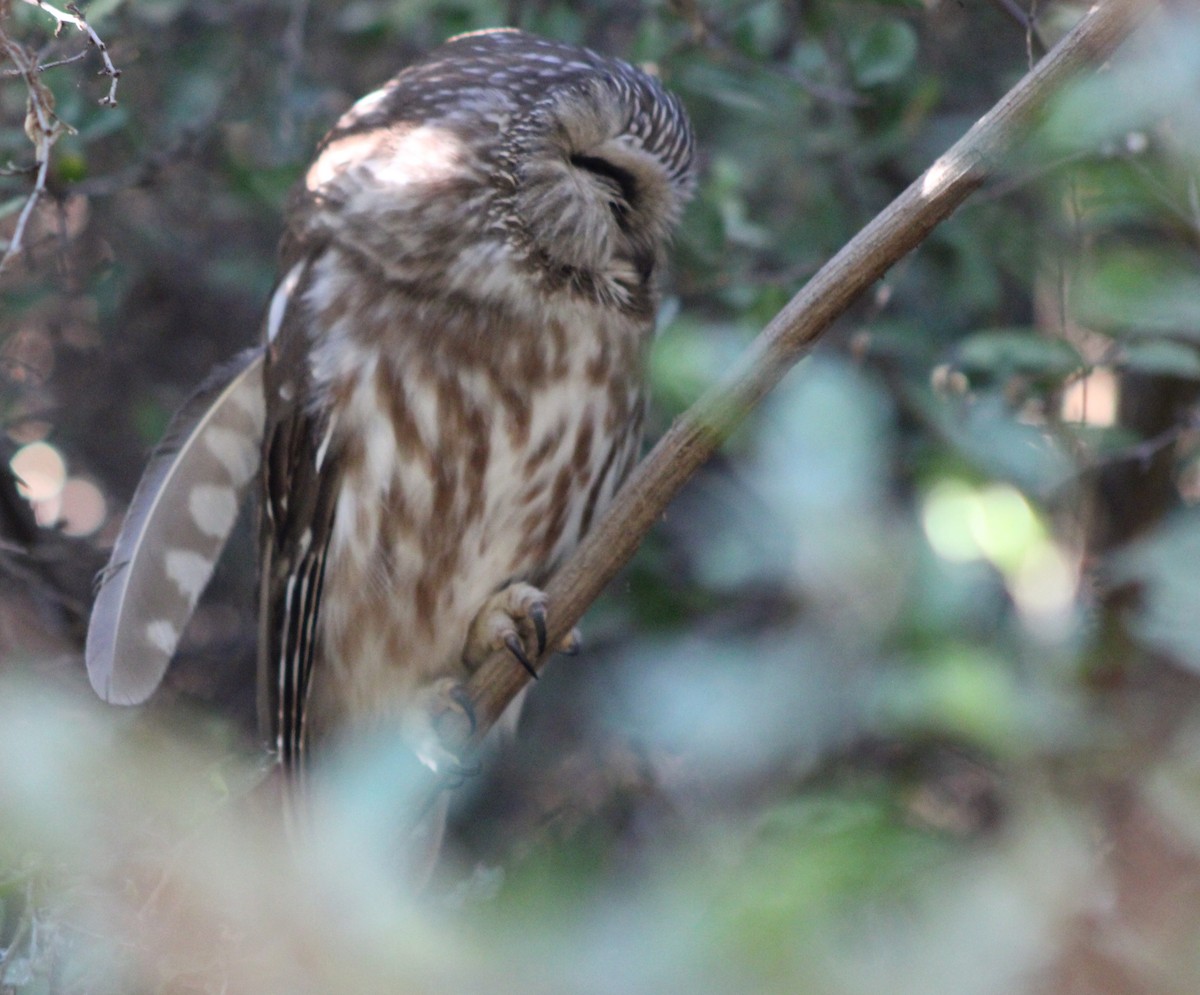 Petite Nyctale - ML645443208