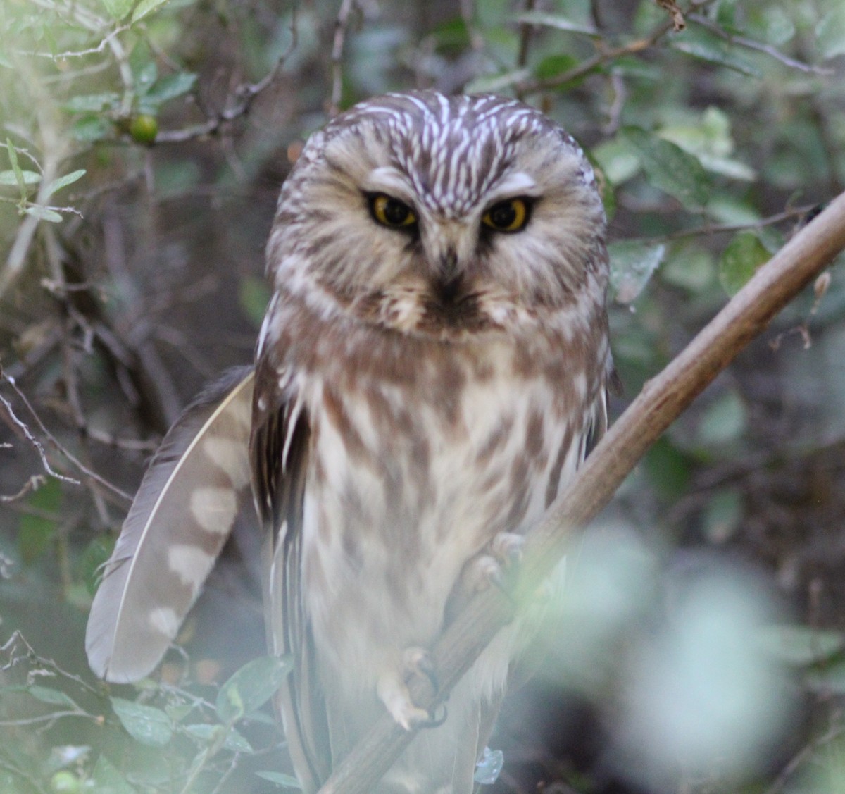 Petite Nyctale - ML645443209