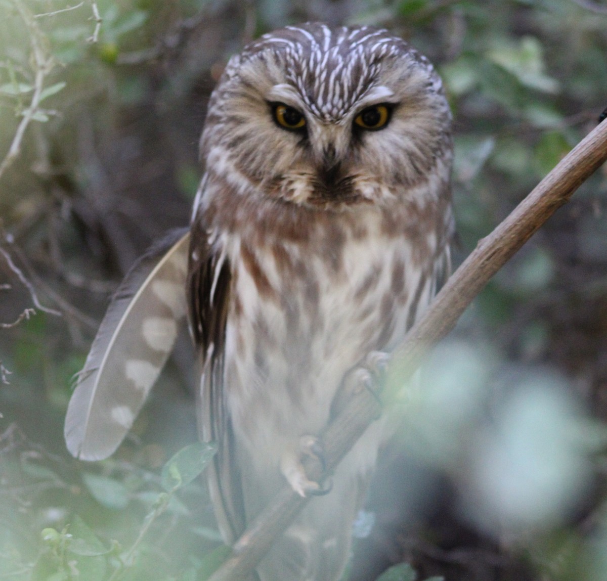 Petite Nyctale - ML645443212