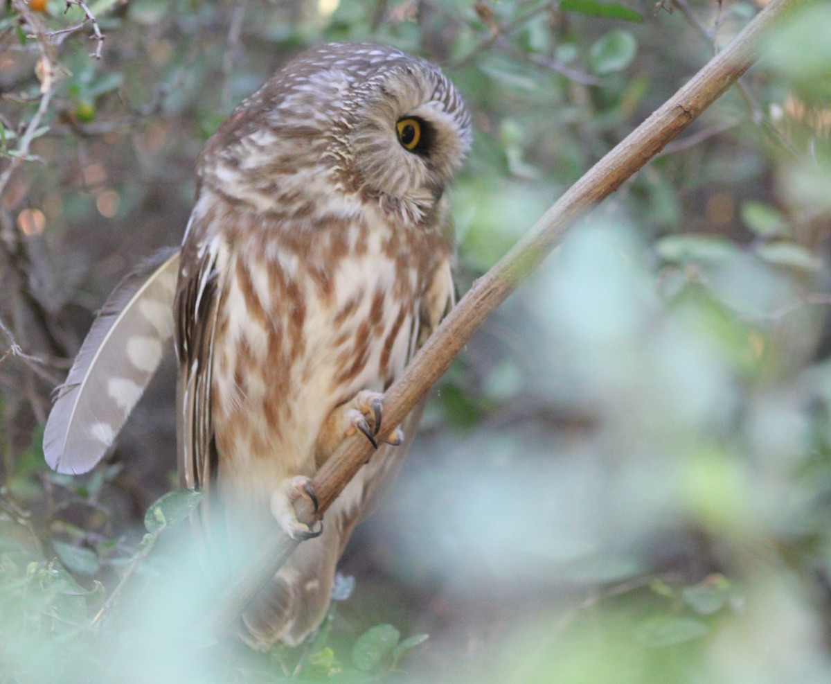 Petite Nyctale - ML645443213