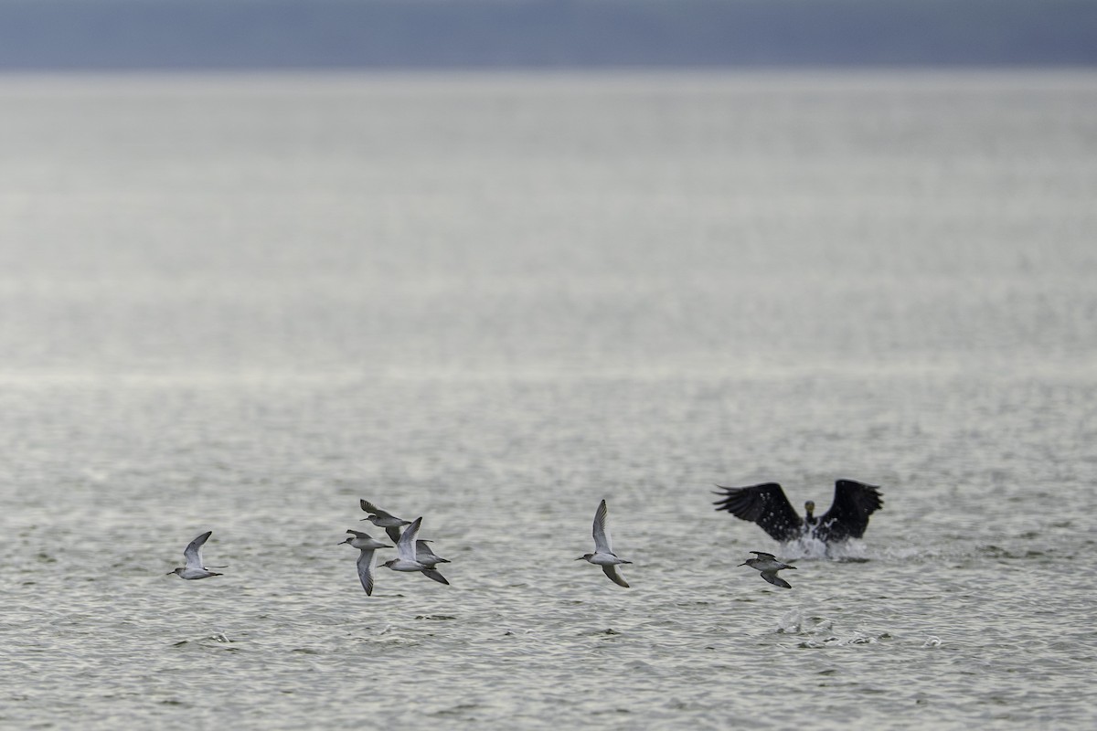 Үхэр хөгчүү - ML645443219