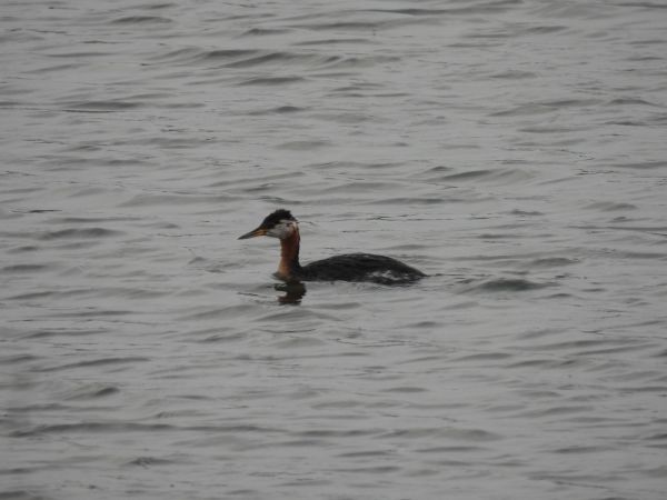 Red-necked Grebe - ML645443225