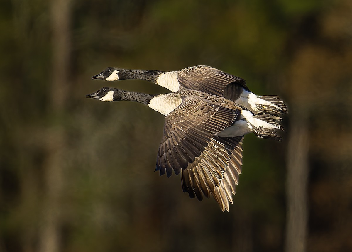 Canada Goose - ML645443226