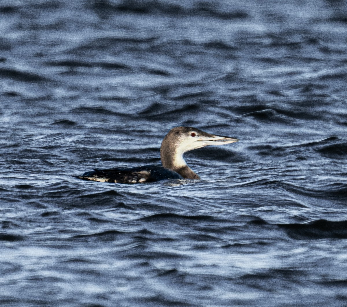 Common Loon - ML645443227