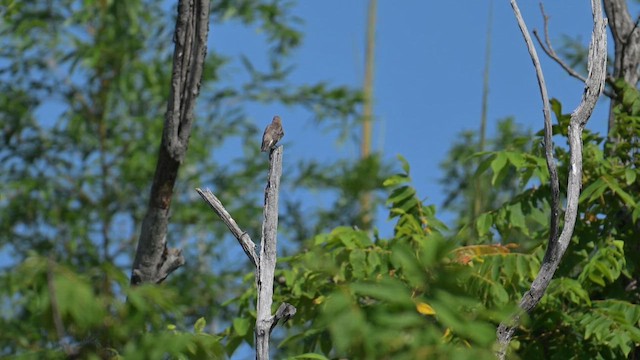 Chestnut-cheeked Starling - ML645443228