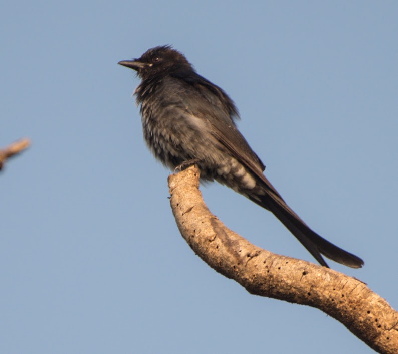 drongo černý - ML645443230