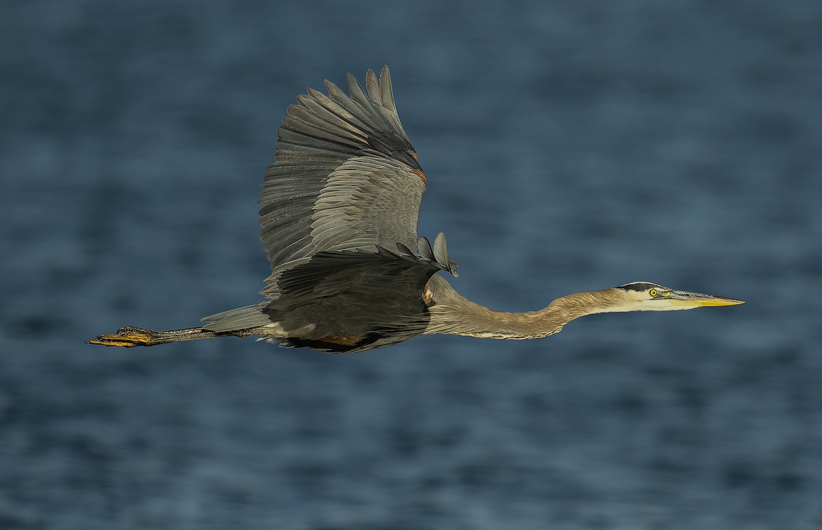 Great Blue Heron - ML645443232