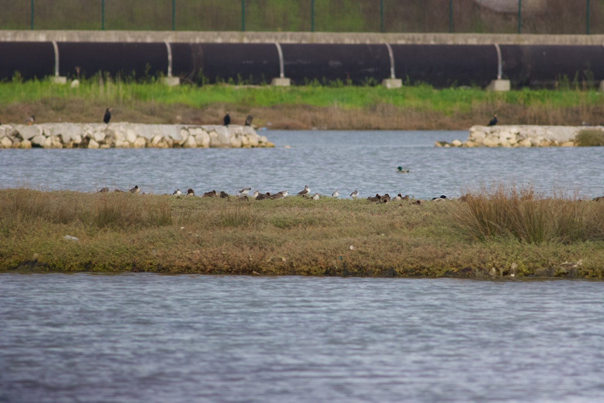Common Greenshank - ML645443236