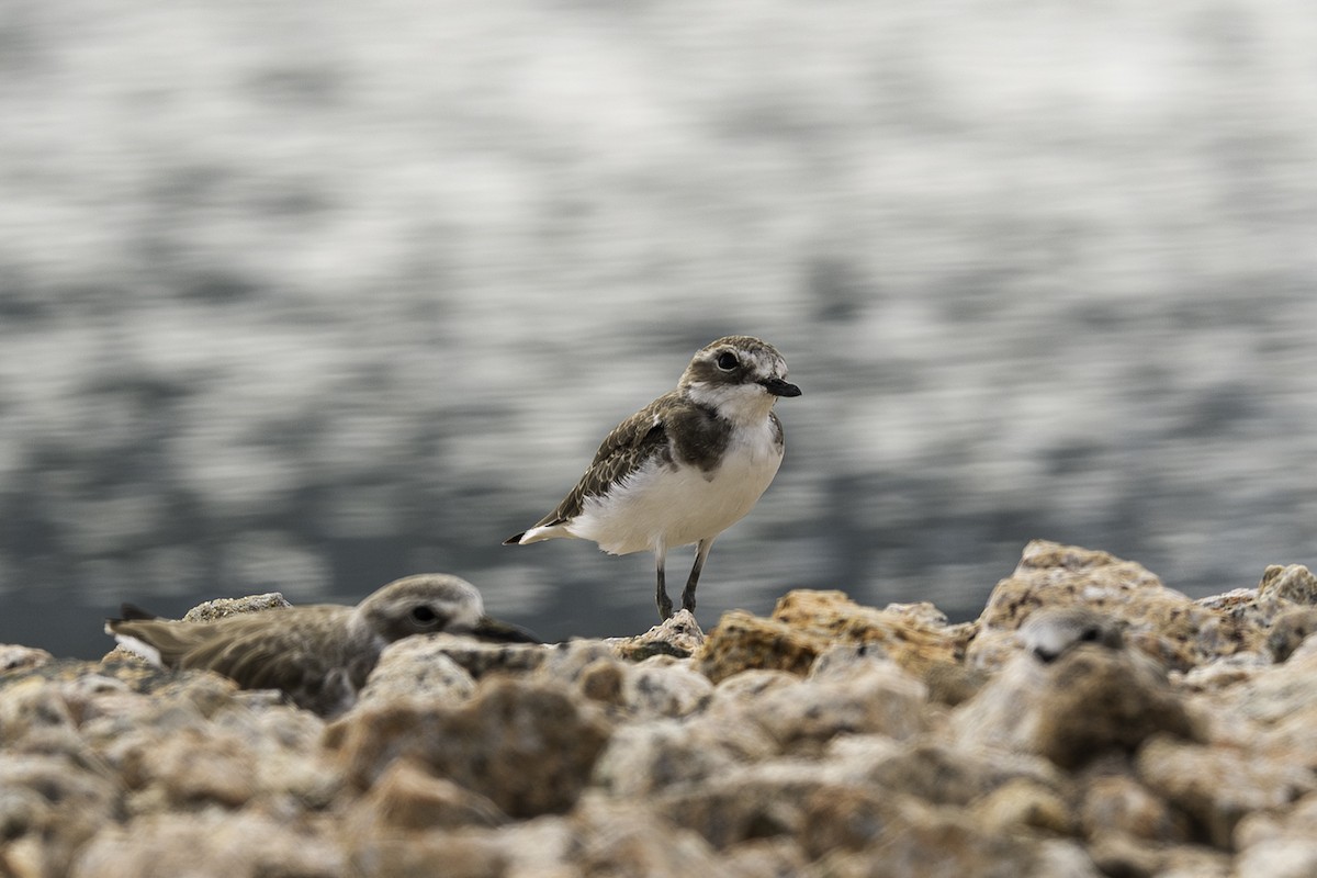 Зэвэн хиазат - ML645443238