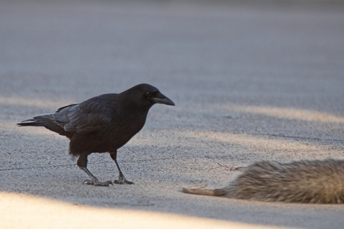 Animals - ML645443240