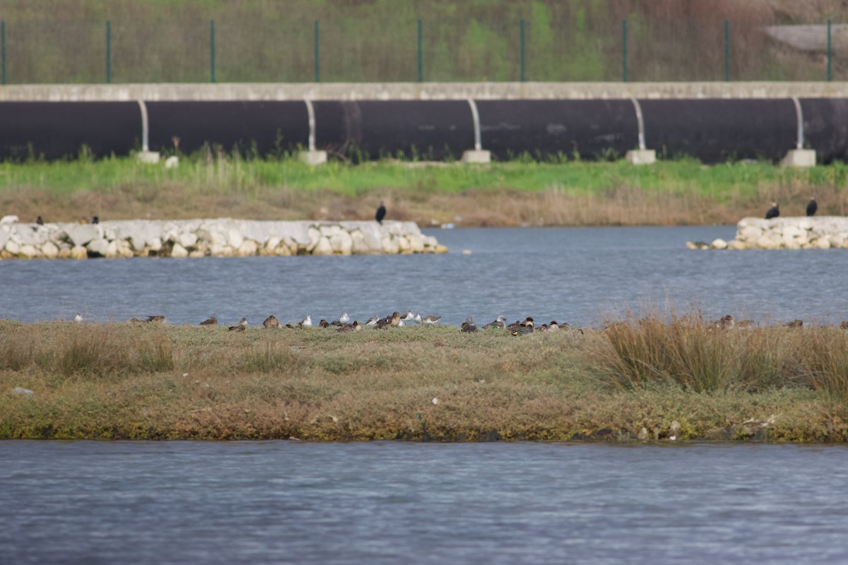 Common Redshank - ML645443241