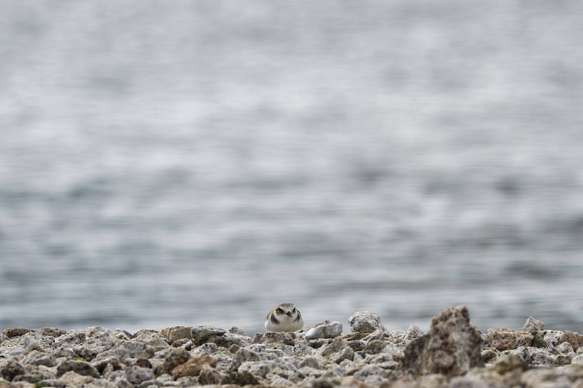 Тэнгисийн хиазат - ML645443245