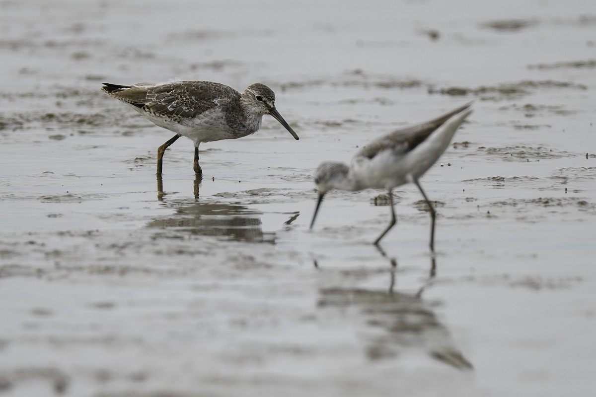 Улаан хөлт хөгчүү - ML645443254