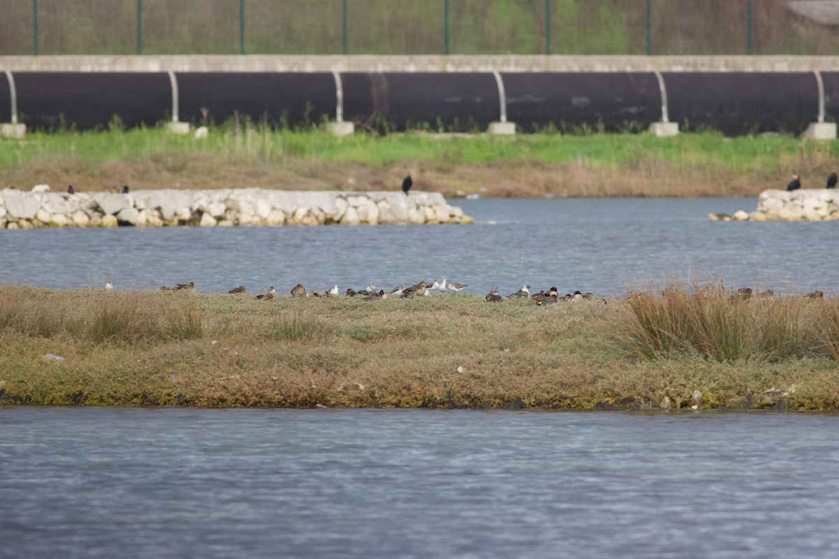 Green-winged Teal - ML645443255
