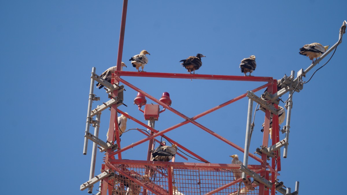 エジプトハゲワシ - ML645443260