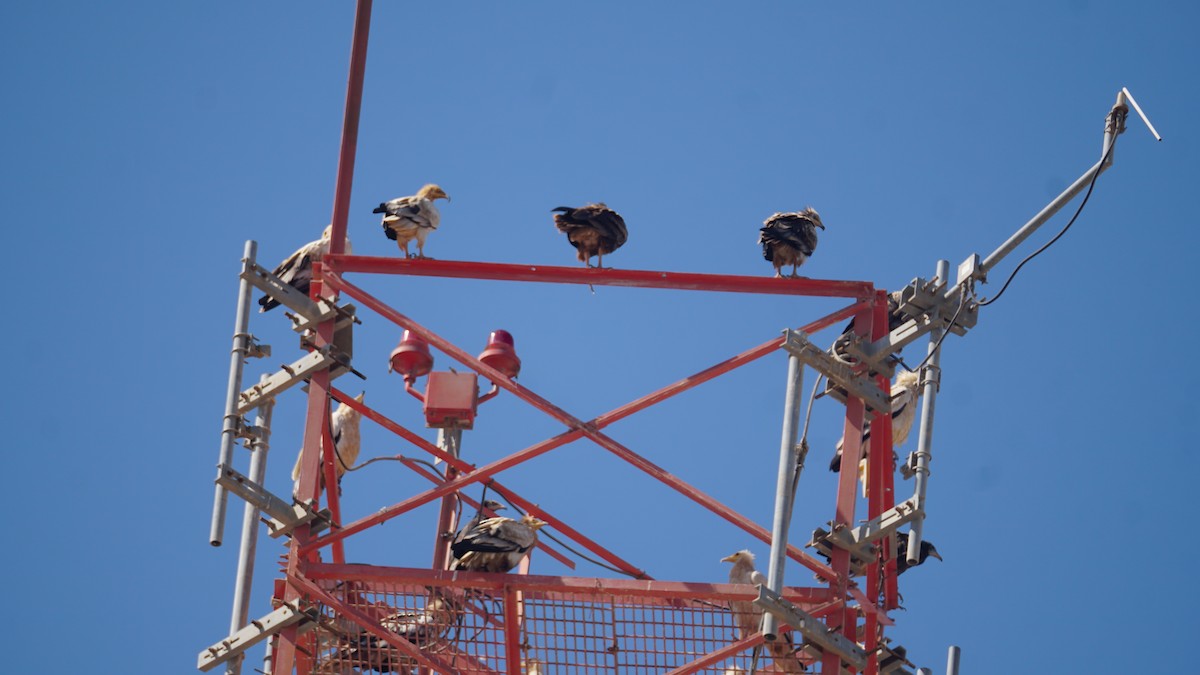 エジプトハゲワシ - ML645443261