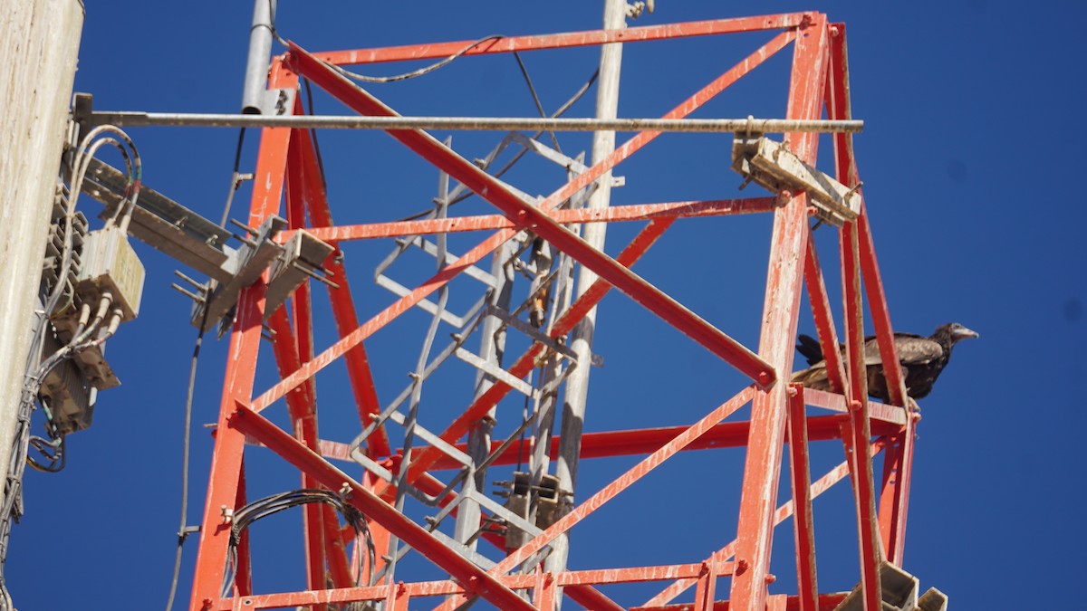 エジプトハゲワシ - ML645443262