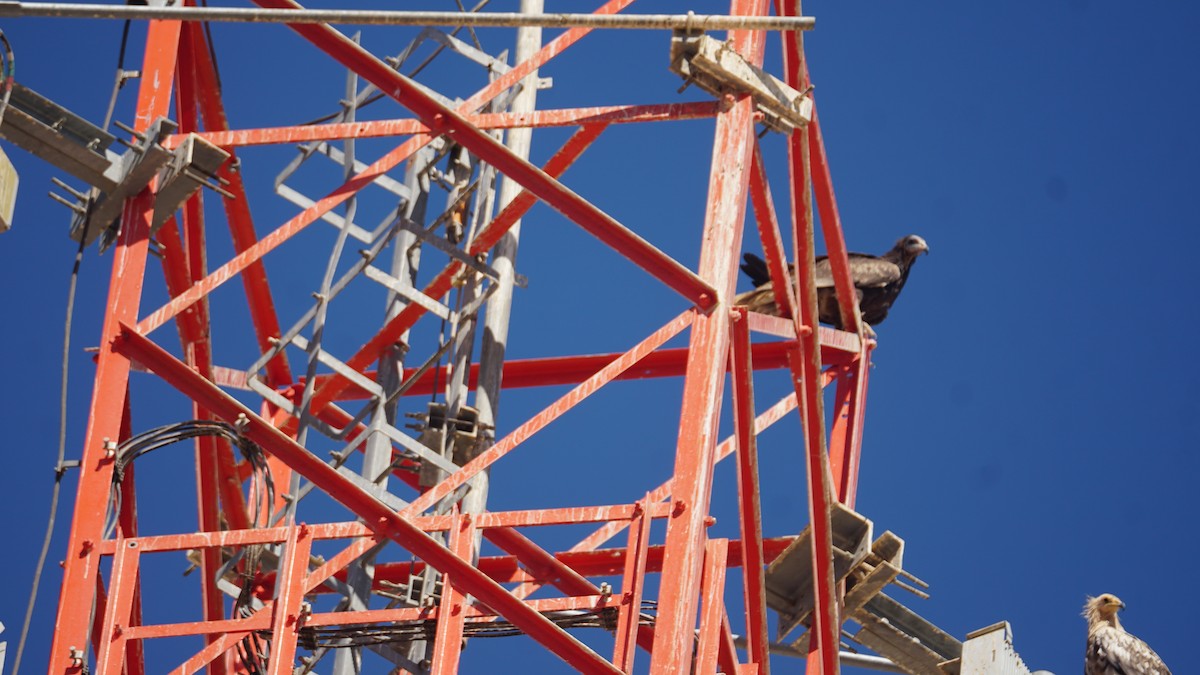 エジプトハゲワシ - ML645443263