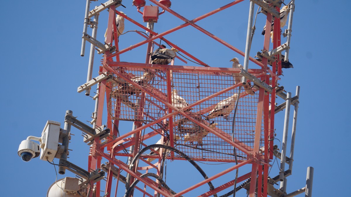 エジプトハゲワシ - ML645443264