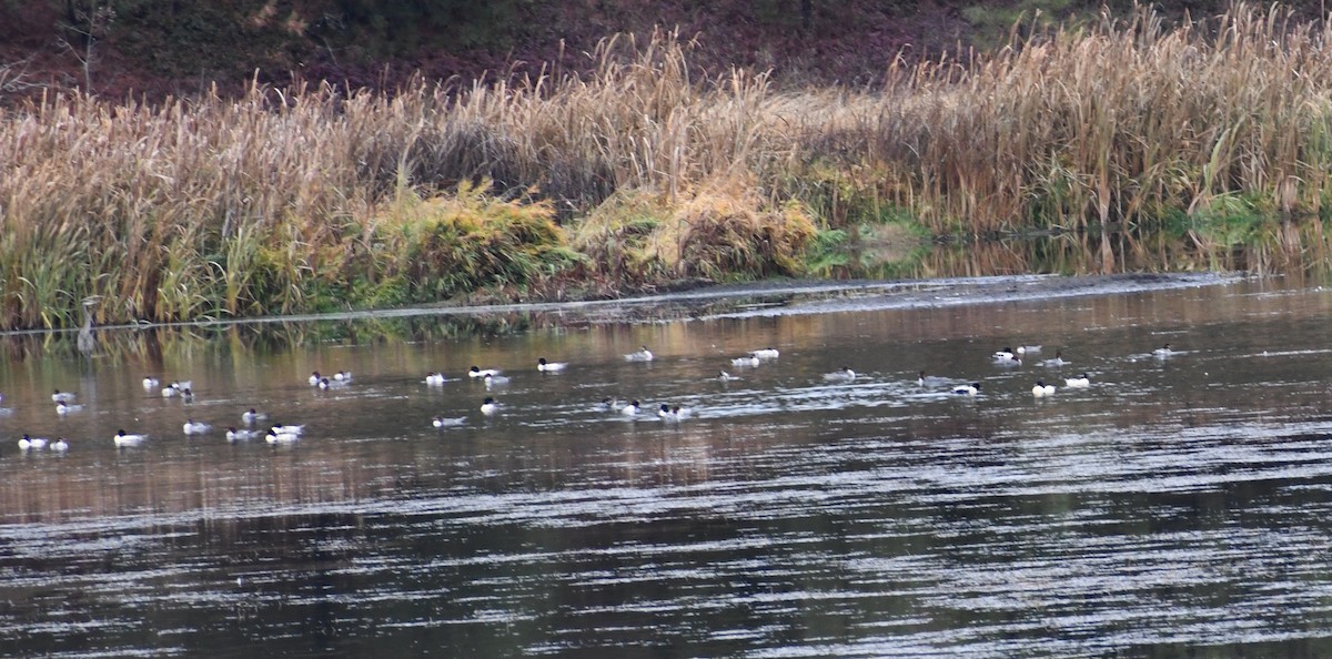 カワアイサ - ML645443266