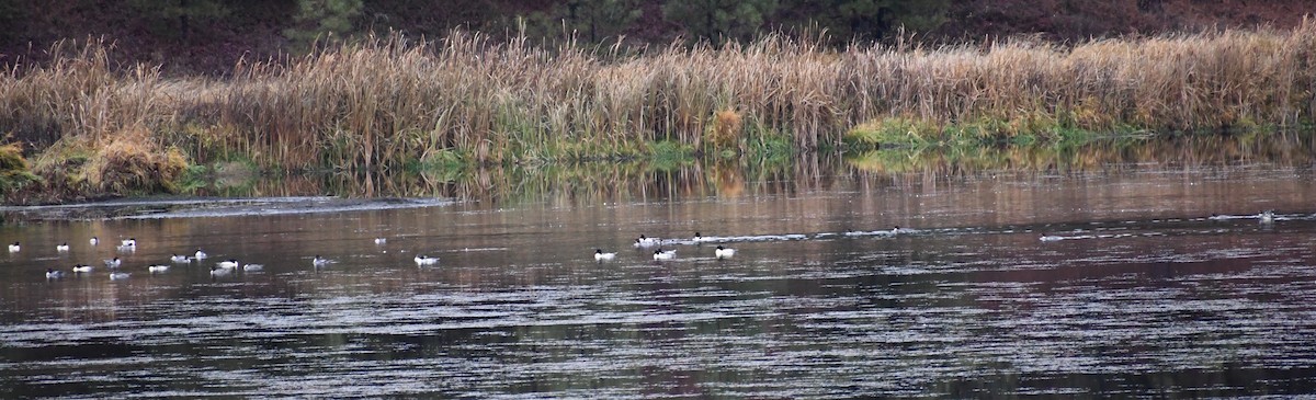 カワアイサ - ML645443267