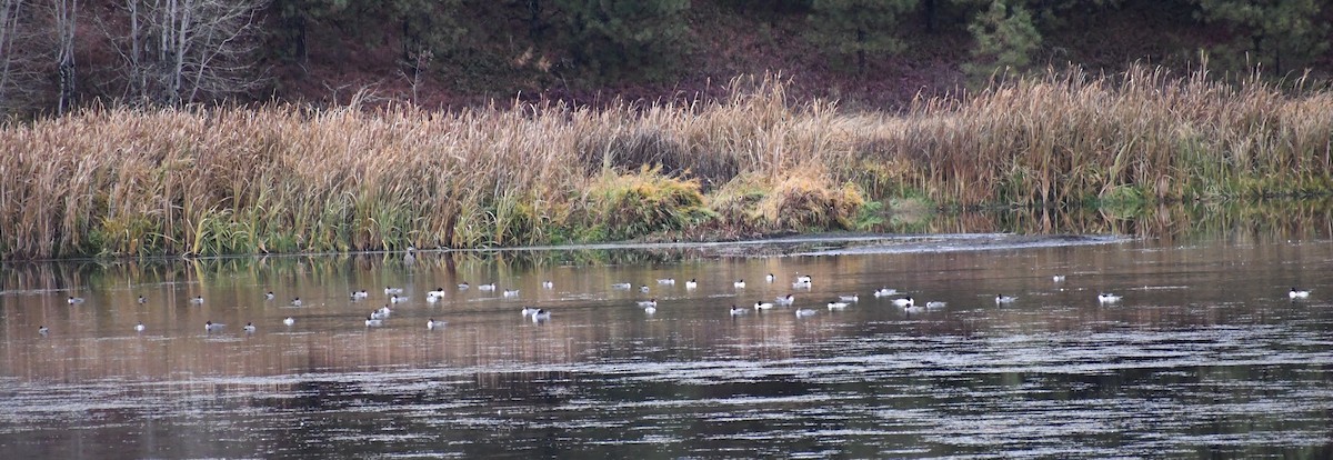 カワアイサ - ML645443268