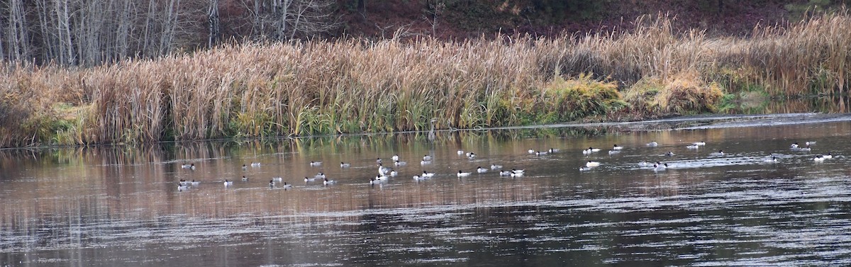 カワアイサ - ML645443269